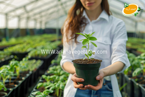 تکنیک‌های موثر تغذیه و کوددهی در گیاهان گلخانه‌ای