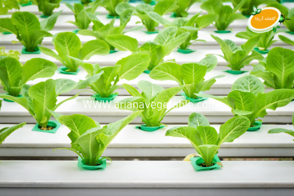 چرا کشت هیدروپونیک در منزل؟