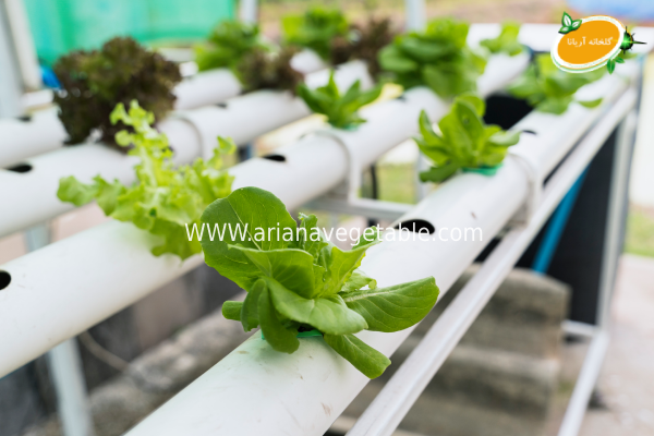 تکنیک کشت لایه مغذی