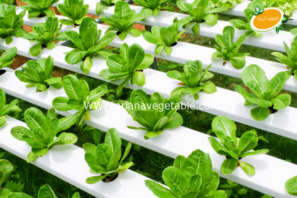 مزایای کشت هیدروپونیک در خانه