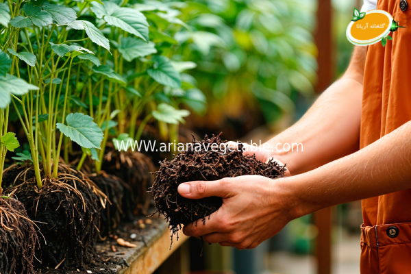 تغذیه گیاهان گلخانه‌ای