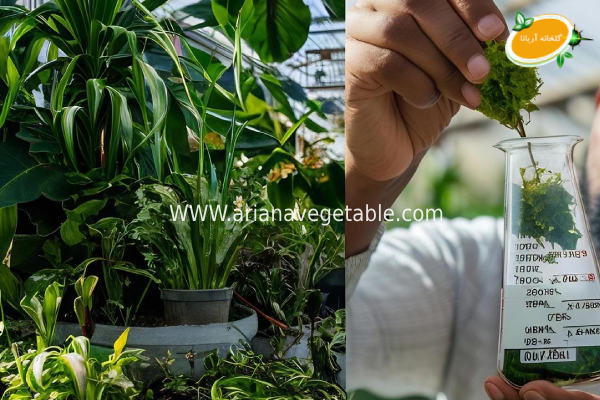 بهترین روش تغذیه و کوددهی گیاهان گلخانه‌ای