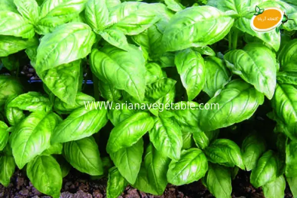 آفت در نشا ریحان ایتالیایی