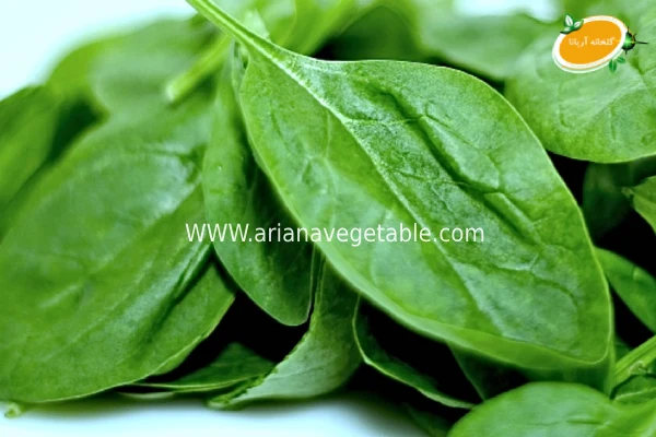 قیمت بیبی اسفناج در کرج