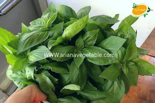 نشا ریحان ایتالیایی چیست؟