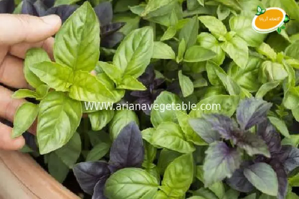 نگهداری نشا ریحان ایتالیایی