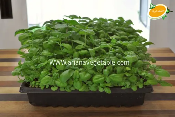 کاشت نشا ریحان ایتالیایی