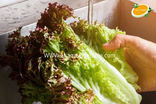 شستن کاهو فرانسوی