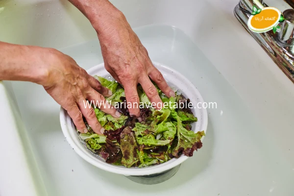 طرز صحیح شستن کاهوی فرانسوی