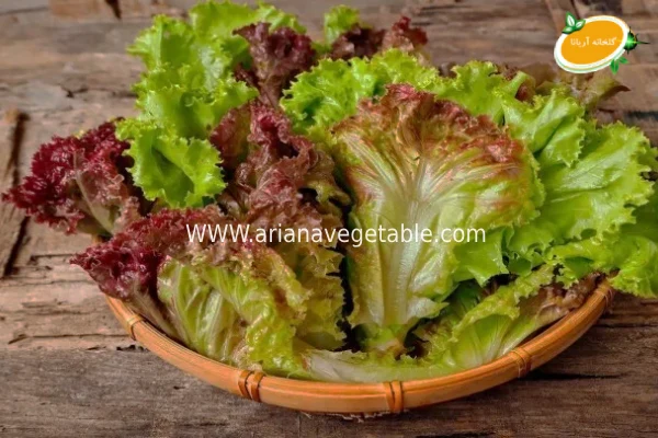 نگهداری کاهوی فرانسوی