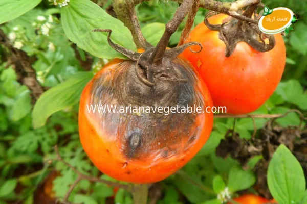 بیماری قارچی گوجه فرنگی 