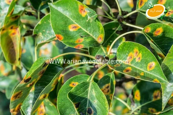 پیشگیری از بیماری‌های قارچی گیاهان 