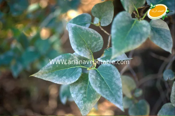 درمان بیماری های قارچی در گیاهان