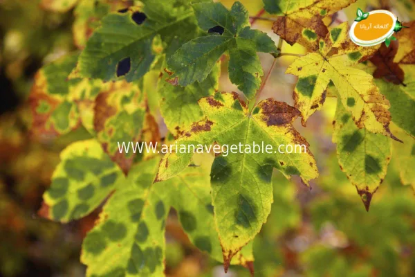 انواع بیماری های قارچی در گیاهان