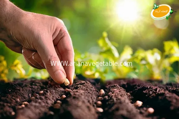 خرید خرید بذر