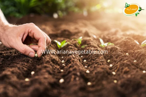 خرید بذر سبزیجات