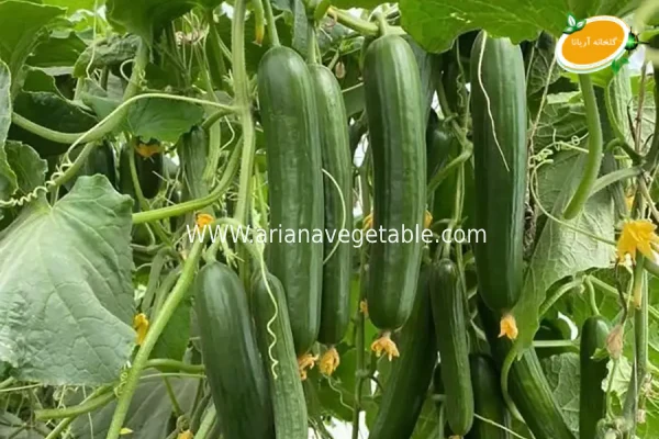 خیار درختی گلخانه ای