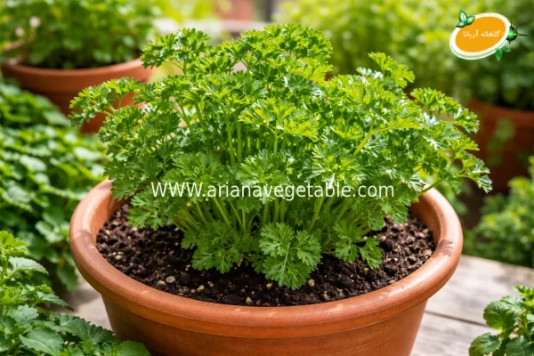 جعفری، منبع غنی آنتیاکسیدانها